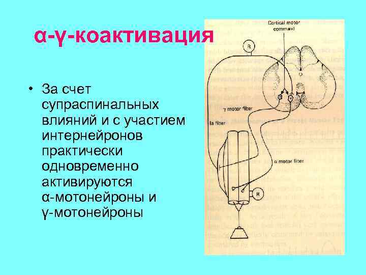 α-γ-коактивация • За счет супраспинальных влияний и с участием интернейронов практически одновременно активируются α-мотонейроны