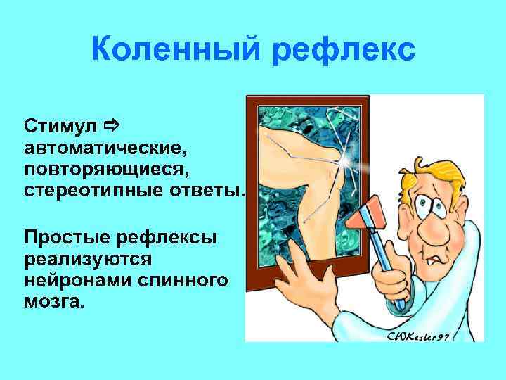 Коленный рефлекс Стимул автоматические, повторяющиеся, стереотипные ответы. Простые рефлексы реализуются нейронами спинного мозга. 