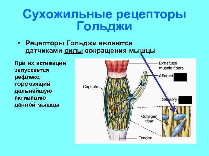 Сухожильные рецепторы Гольджи • Рецепторы Гольджи являются датчиками силы сокращения мышцы При их активации