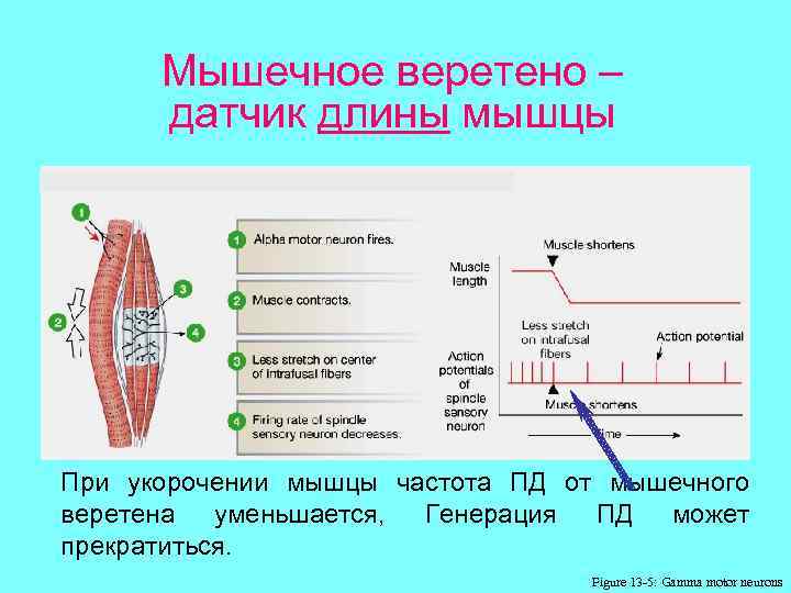 Мышечное веретено – датчик длины мышцы При укорочении мышцы частота ПД от мышечного веретена