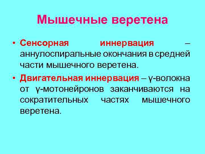 Мышечные веретена • Сенсорная иннервация – аннулоспиральные окончания в средней части мышечного веретена. •