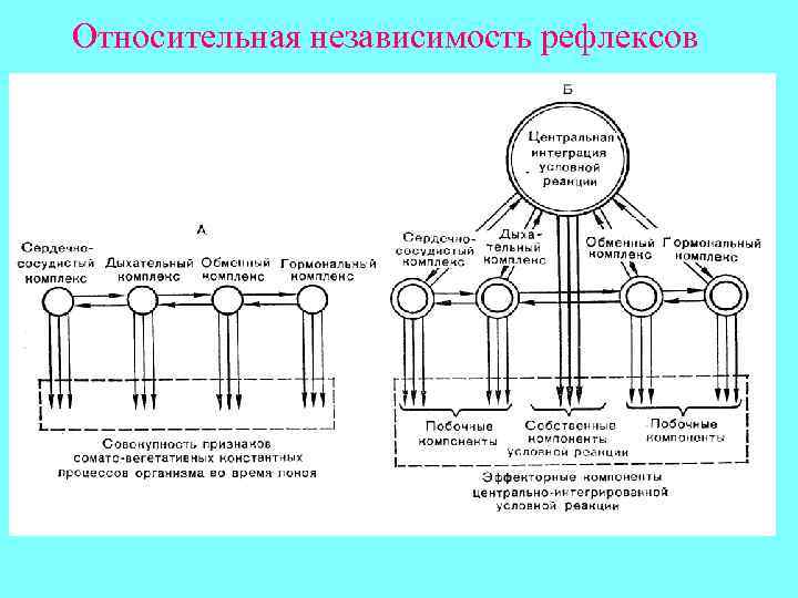 Относительная независимость рефлексов 