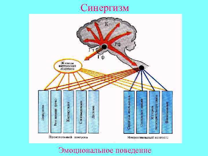 Синергизм Эмоциональное поведение 