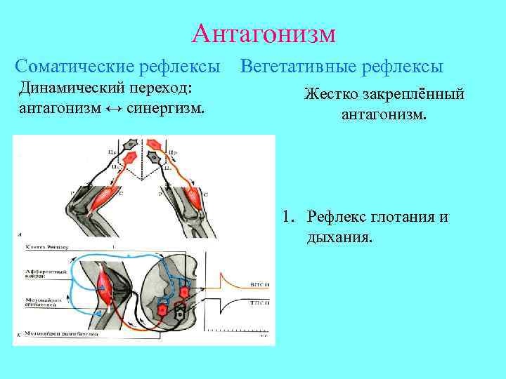 Хватательный рефлекс соматический или вегетативный