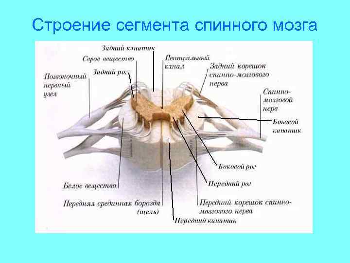 Строение сегмента спинного мозга 