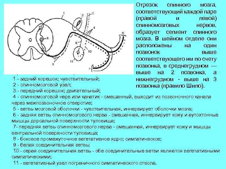 Образование спинномозгового нерва