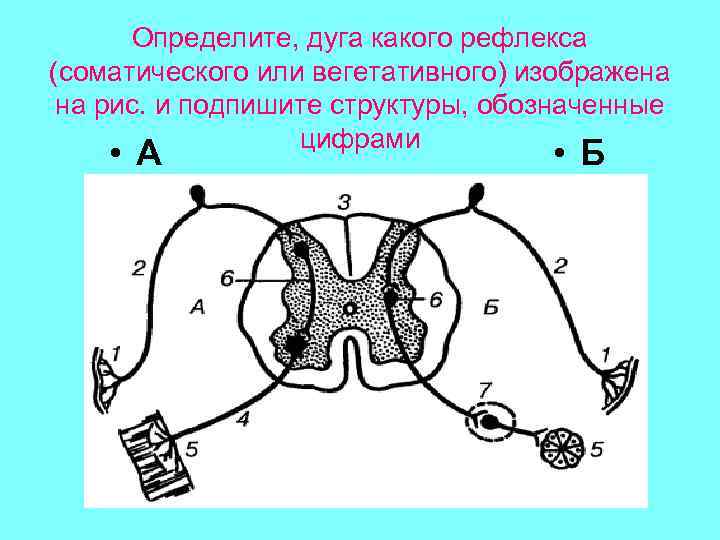 Обозначь какими цифрами на рисунке обозначены следующие составные части дуги рефлекса спинной мозг