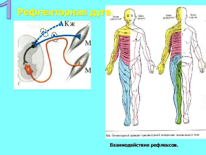 Рефлекторная активация центра вдоха схема