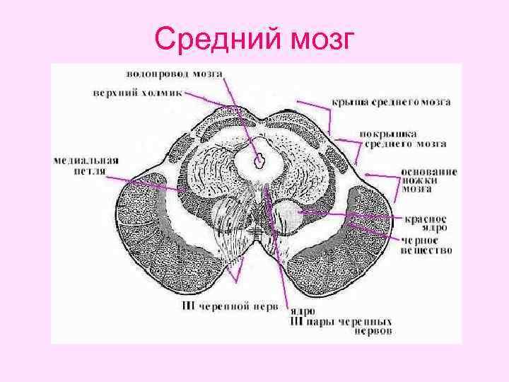 Средний мозг на картинке