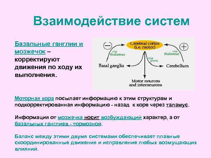 Взаимодействие систем Базальные ганглии и мозжечок – корректируют движения по ходу их выполнения. Моторная