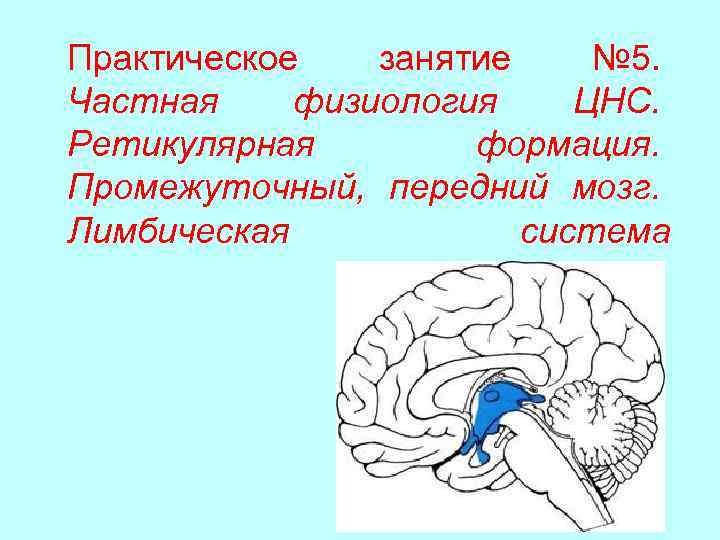 Практическое занятие № 5. Частная физиология ЦНС. Ретикулярная формация. Промежуточный, передний мозг. Лимбическая система