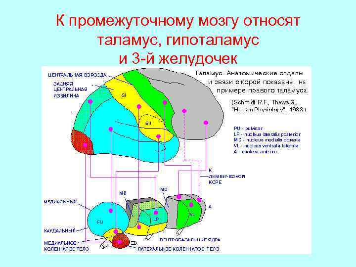 К промежуточному мозгу относят таламус, гипоталамус и 3 -й желудочек 