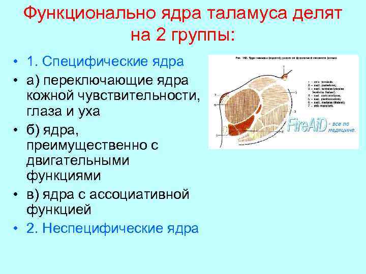 Функционально ядра таламуса делят на 2 группы: • 1. Специфические ядра • а) переключающие