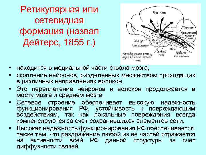 Ретикулярная или сетевидная формация (назвал Дейтерс, 1855 г. ) • находится в медиальной части