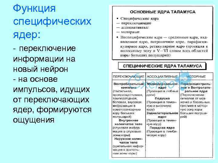 Функция специфических ядер: - переключение информации на новый нейрон - на основе импульсов, идущих