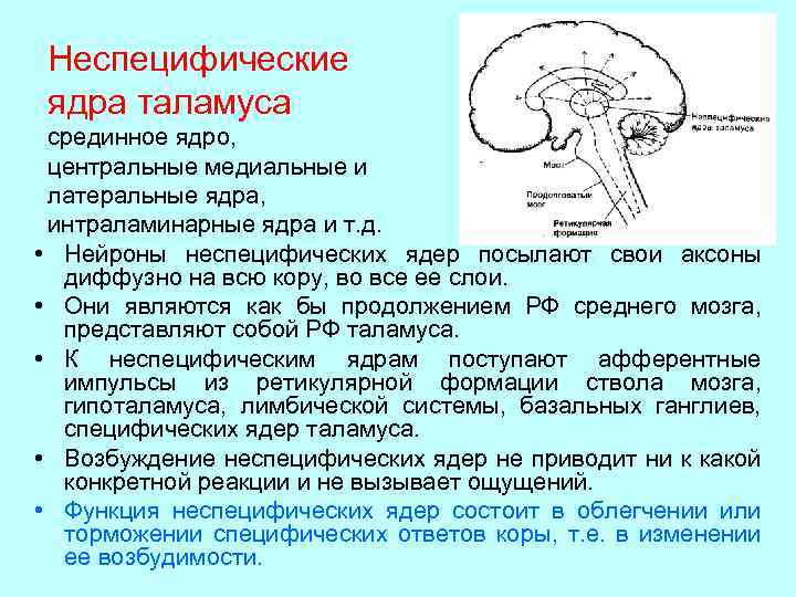 Неспецифические ядра таламуса срединное ядро, центральные медиальные и латеральные ядра, интраламинарные ядра и т.