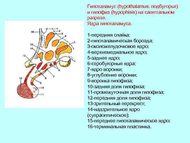 Гипоталамус (hypothalamus; подбугорье) и гипофиз (hypophisis) на сагиттальном разрезе. Ядра гипоталамуса. 1 -передняя спайка;