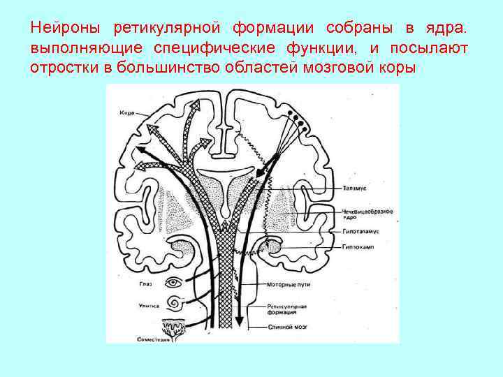 Нейроны ретикулярной формации собраны в ядра. выполняющие специфические функции, и посылают отростки в большинство