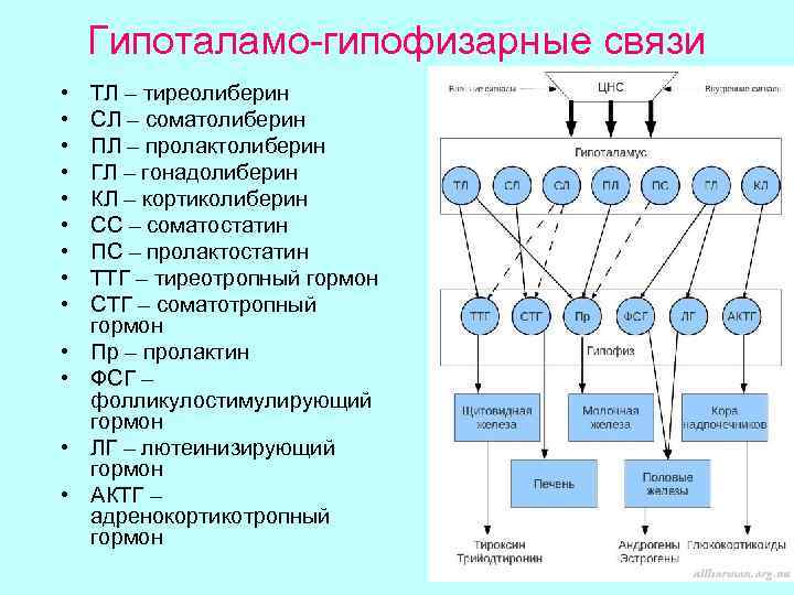 Гипоталамо-гипофизарные связи • • • • ТЛ – тиреолиберин СЛ – соматолиберин ПЛ –