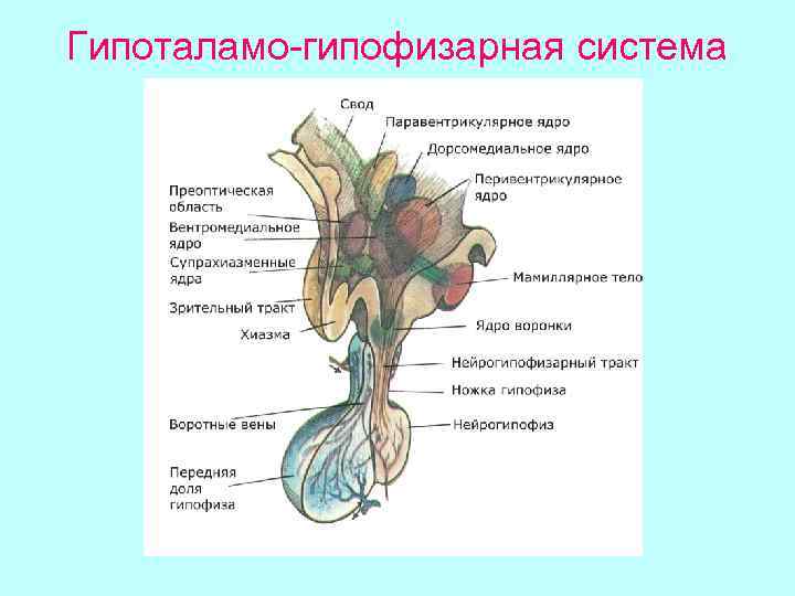 Гипоталамо-гипофизарная система 