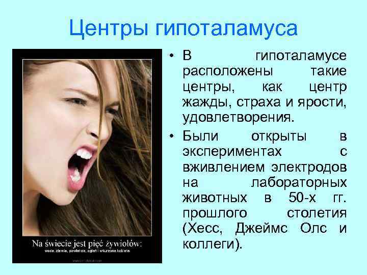 Центры гипоталамуса • В гипоталамусе расположены такие центры, как центр жажды, страха и ярости,