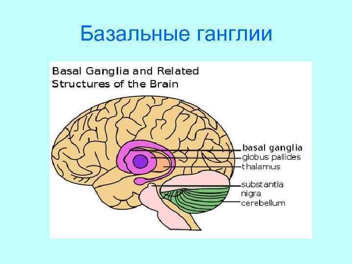 Базальные ганглии 