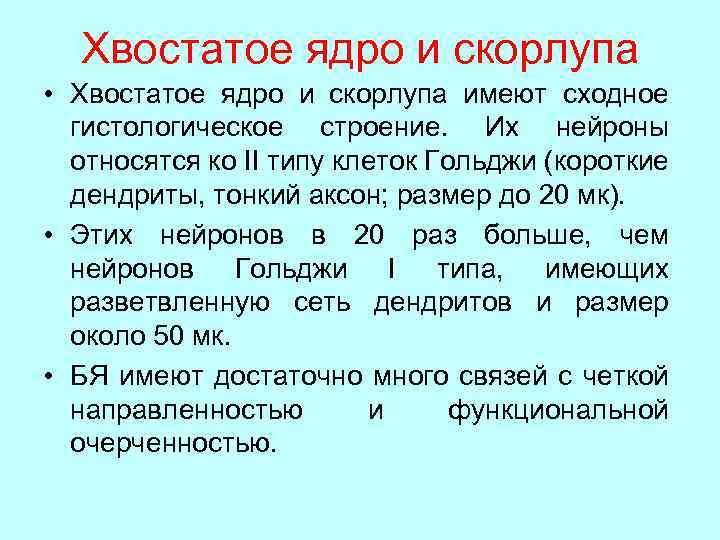 Хвостатое ядро и скорлупа • Хвостатое ядро и скорлупа имеют сходное гистологическое строение. Их