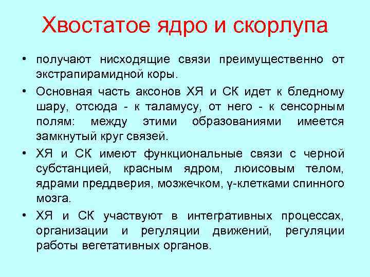 Хвостатое ядро и скорлупа • получают нисходящие связи преимущественно от экстрапирамидной коры. • Основная