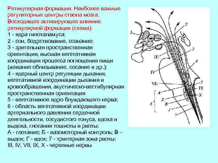 Ретикулярная формация. Наиболее важные регуляторные центры ствола мозга. Восходящее активирующее влияние ретикулярной формации (схема):