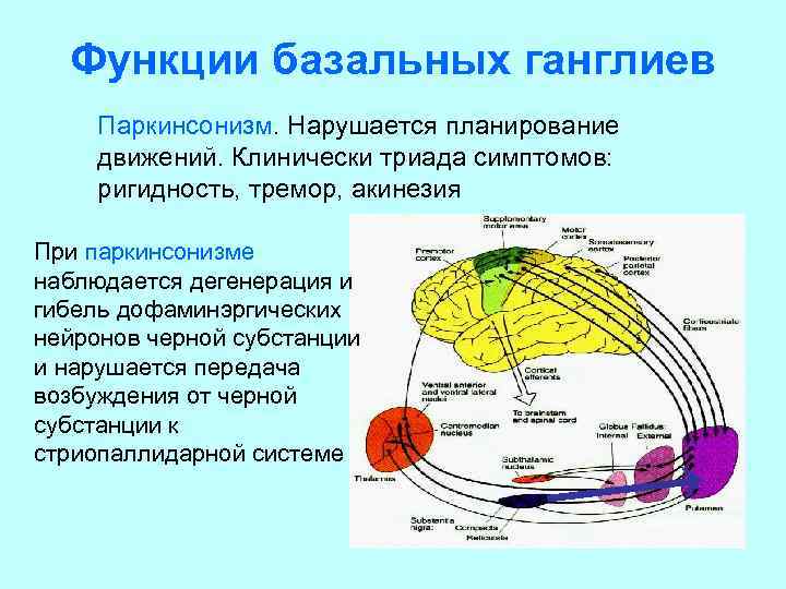 Функции базальных ганглиев Паркинсонизм. Нарушается планирование движений. Клинически триада симптомов: ригидность, тремор, акинезия При