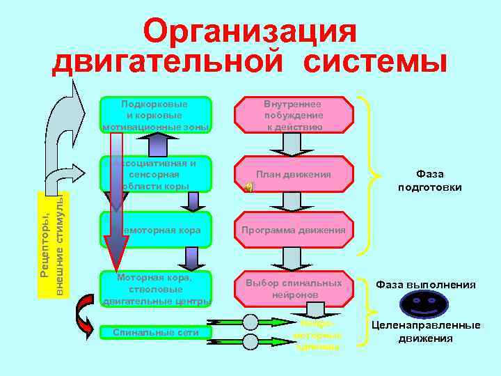 Внутренняя система. Общий план организации двигательной системы. Схема организации двигательной системы. Двигательная система физиология. Подсистемы двигательной системы физиология.