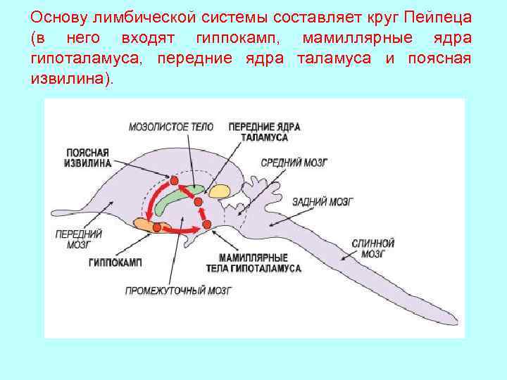 Основу лимбической системы составляет круг Пейпеца (в него входят гиппокамп, мамиллярные ядра гипоталамуса, передние