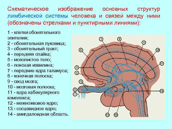 Обонятельный мозг схема