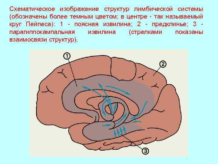 Схематическое изображение структур лимбической системы (обозначены более темным цветом; в центре - так называемый