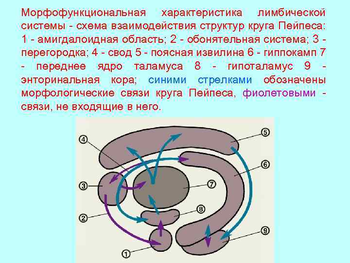 Схема лимбической системы