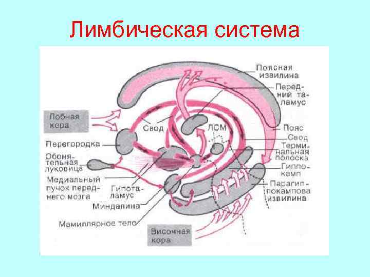 Лимбическая система 