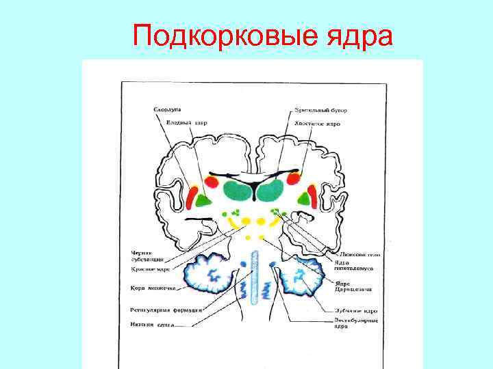 Подкорковые ядра 