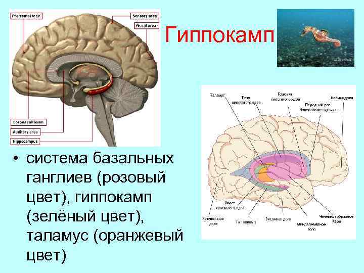 Гиппокамп • система базальных ганглиев (розовый цвет), гиппокамп (зелёный цвет), таламус (оранжевый цвет) 