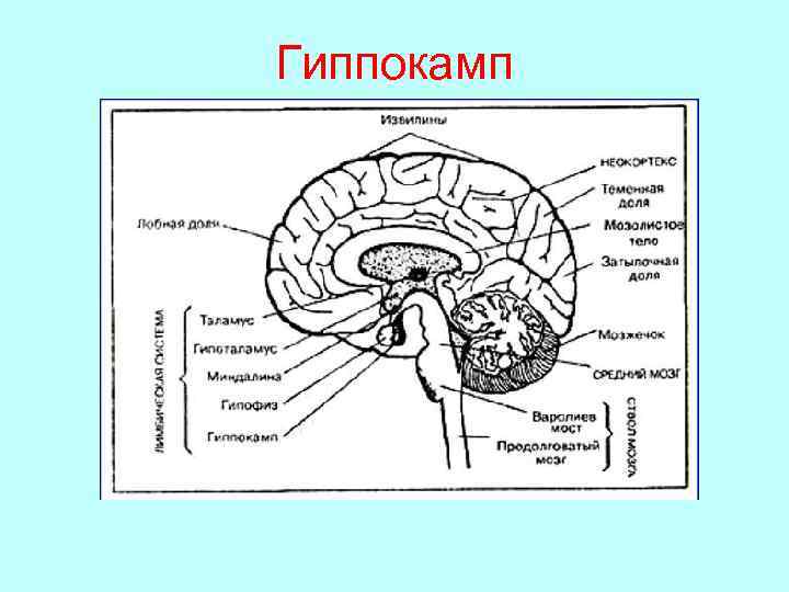 Гиппокамп 