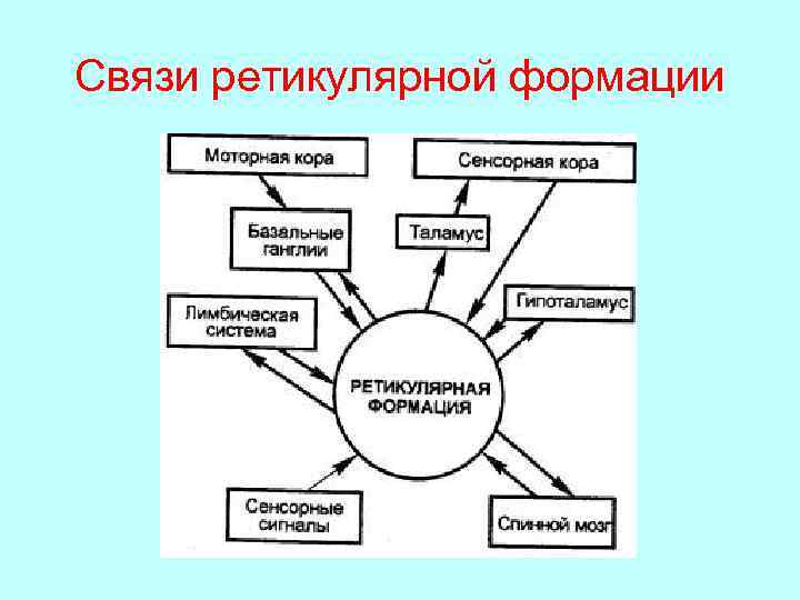 Связи ретикулярной формации 