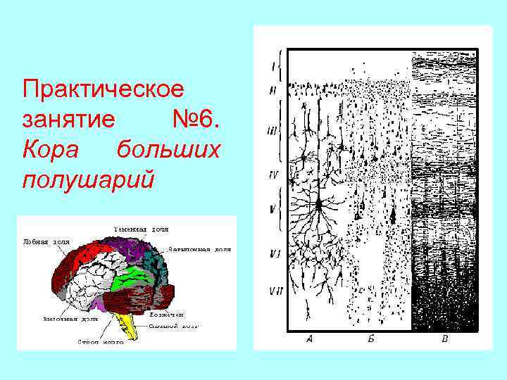 Схема коры больших полушарий