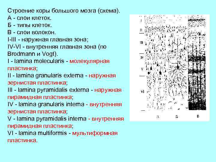 Строение коры большого мозга (схема). А - слои клеток. Б - типы клеток. В