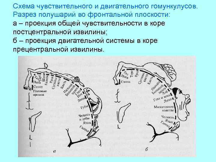 Схема чувствительного и двигательного гомункулусов. Разрез полушарий во фронтальной плоскости: а – проекция общей