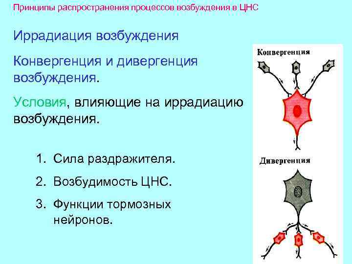 Принципы распространения процессов возбуждения в ЦНС Иррадиация возбуждения Конвергенция и дивергенция возбуждения. Условия, влияющие