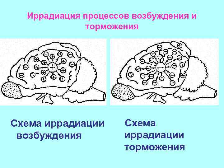 Иррадиация процессов возбуждения и торможения Схема иррадиации возбуждения Схема иррадиации торможения 