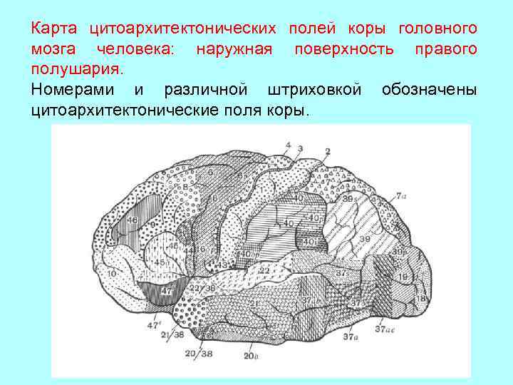 Карта цитоархитектонических полей коры головного мозга человека: наружная поверхность правого полушария. Номерами и различной