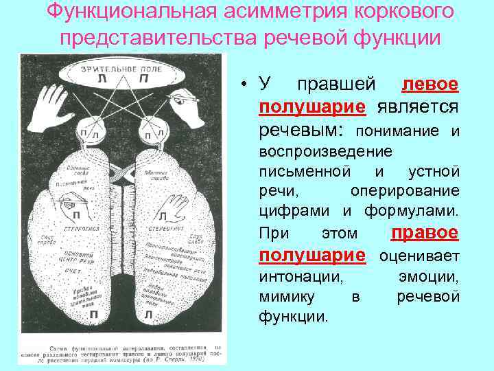 Функциональная асимметрия коркового представительства речевой функции • У правшей левое полушарие является речевым: понимание