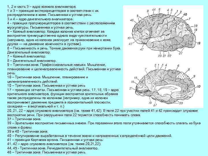 1, 2 и часть 3 – ядро кожного анализатора. 1 и 3 – проекция