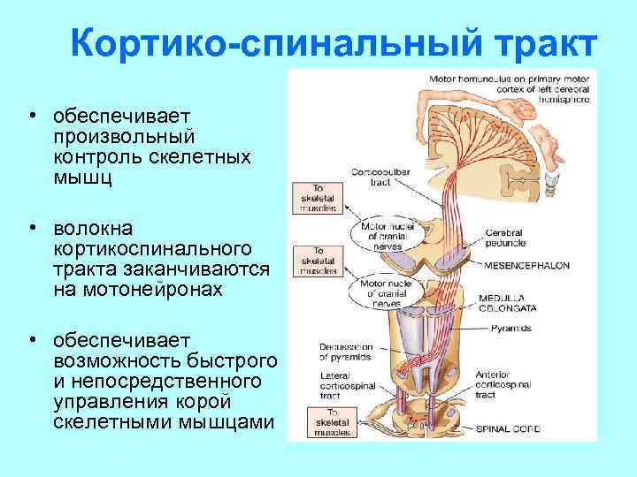 Схема кортико нуклеарного пути