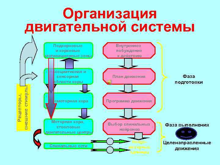 Организация двигательной системы Внутреннее побуждение к действию Ассоциативная и сенсорная области коры Рецепторы, внешние